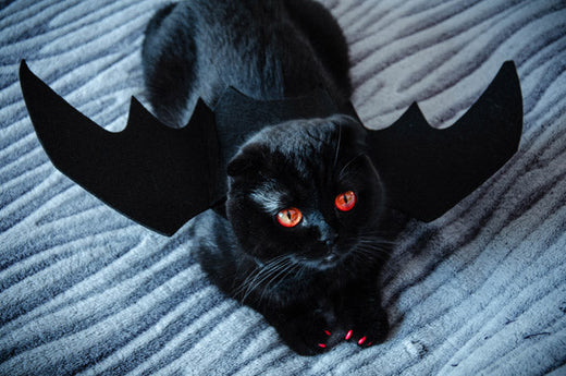Happy Halloween pet safety tips