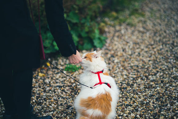 Thinking of putting your cat on a leash?