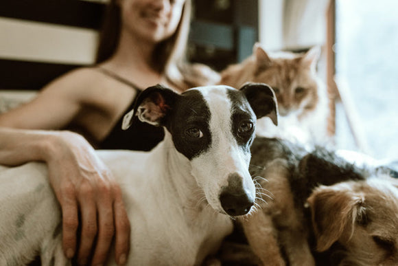 Your guide to bringing home a rescue pet