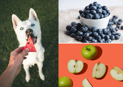 4 Superfoods for dogs, plus the role of pet supplements