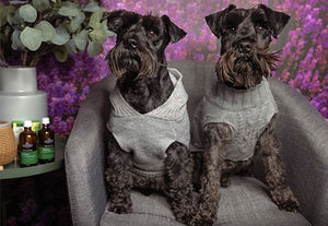 Pets and essential oils: what you need to know