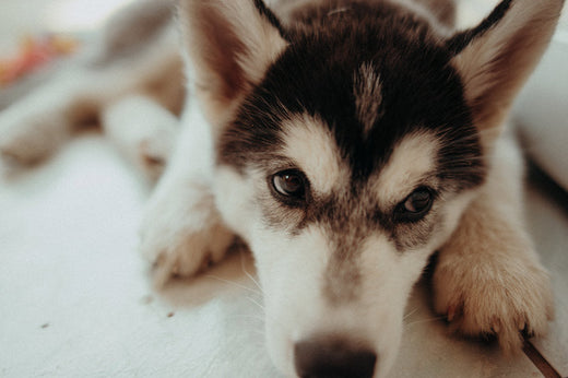 Does my dog have worms?