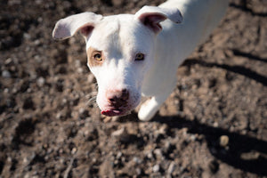 Heartworm disease: what do you know about it?